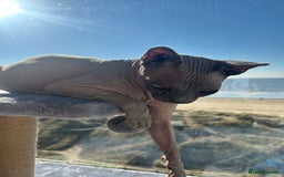 Sphynx cats for sale: Two beautiful boys  - Image 4