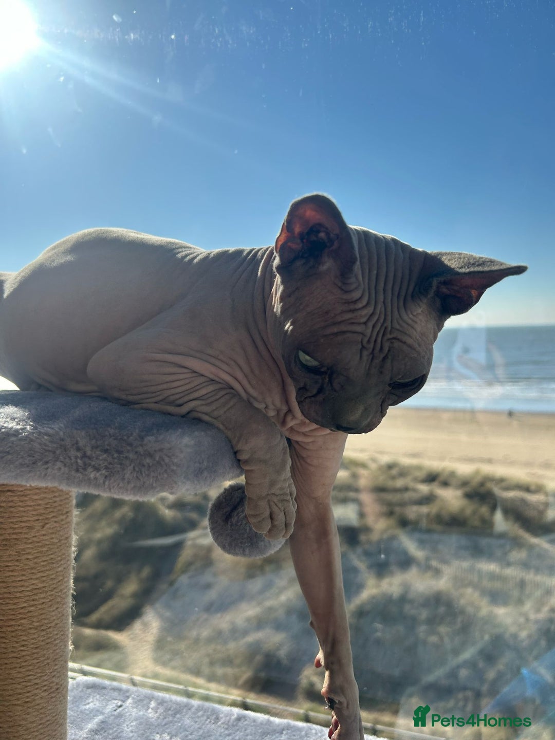 Sphynx cats for sale: Two beautiful boys  - Image 4