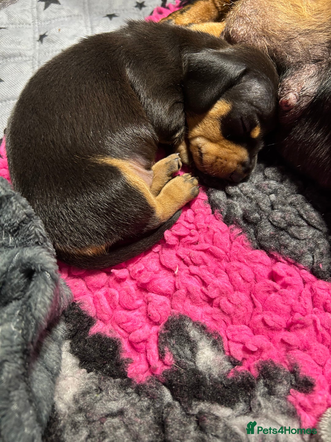 Miniature Dachshund dogs for sale: Black/tan female miniature dachshund  - Image 7