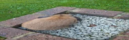 Mini Lop rabbits for sale: Gorgeous mini lop rabbit - Advert 4