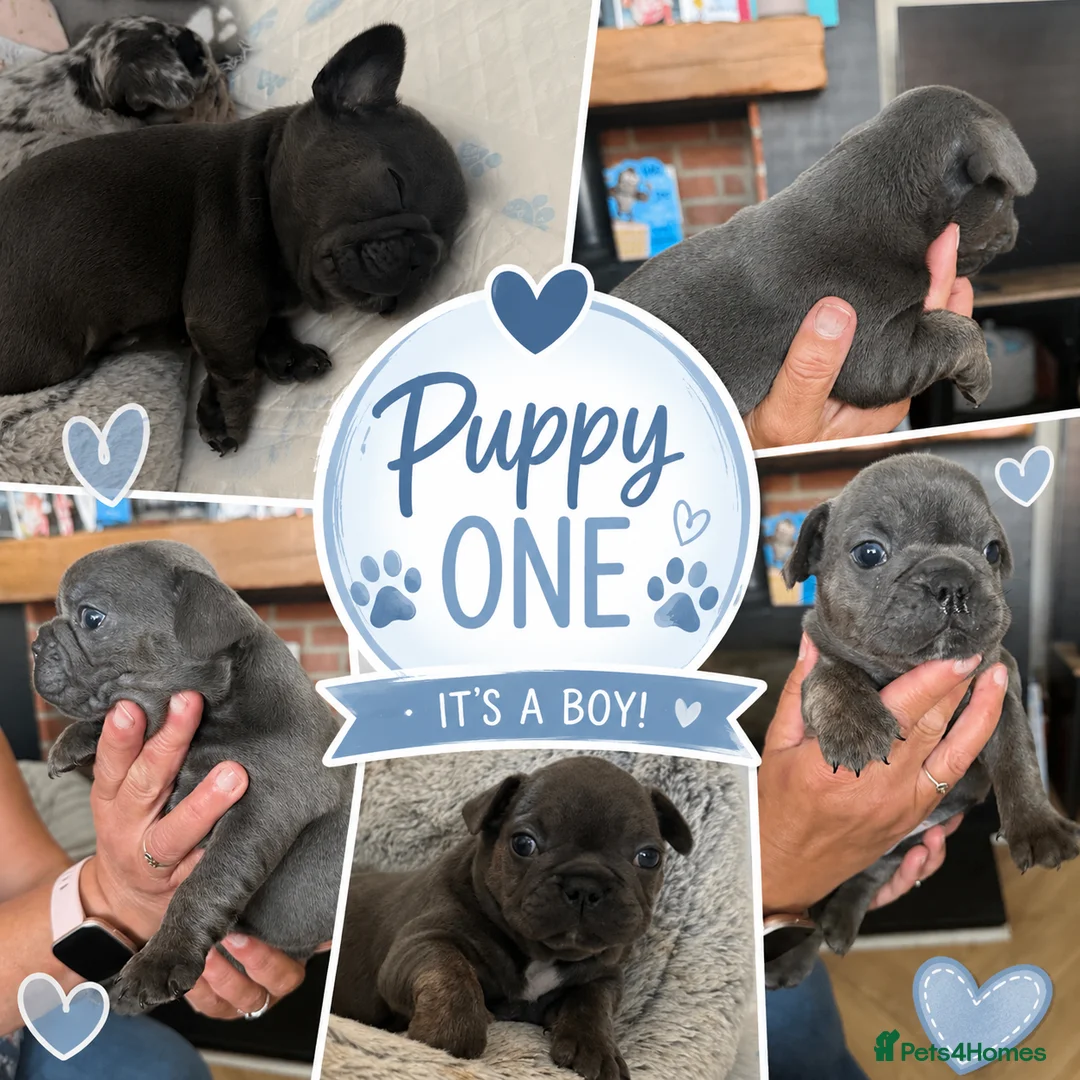 French Bulldog dogs for sale: Gorgeous chunky frenchys - Advert 2