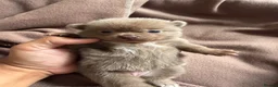 Pomchi dogs for sale: Beautiful unique Pomchi’s  - Advert 9