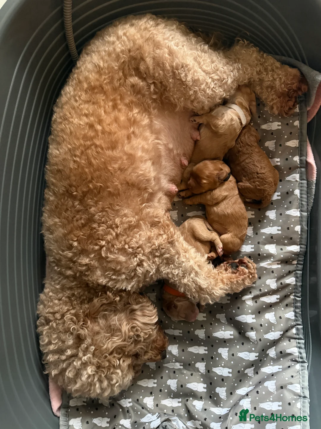 Cockapoo dogs for sale: COCKERPOO GIRLS F2B - Advert 14