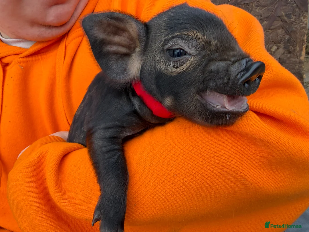 Pig livestock for sale: Kunekune piglets for sale  - Advert 1