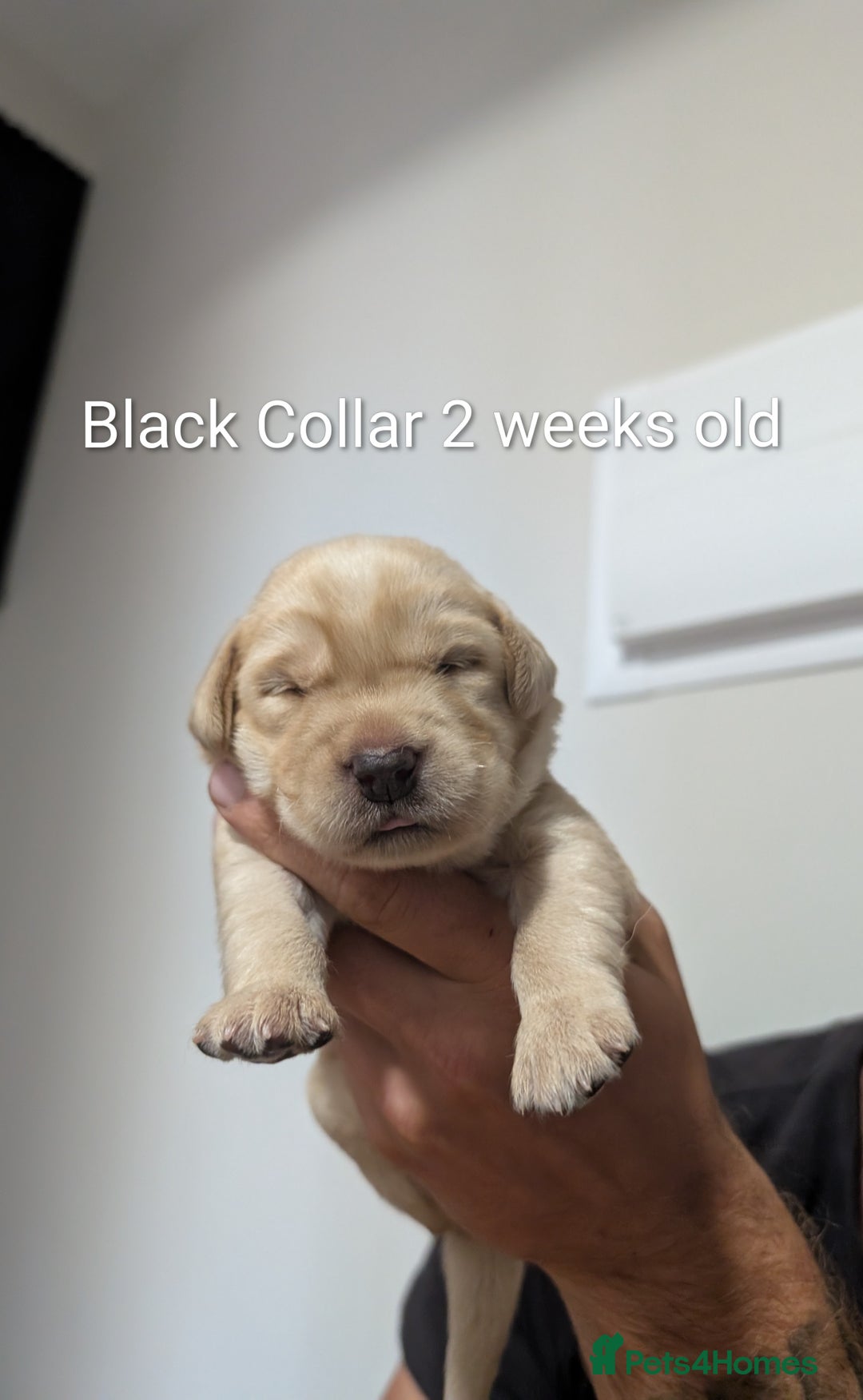 Labrador Retriever dogs for sale: Golden/Yellow Labrador retriever Puppies - Image 9
