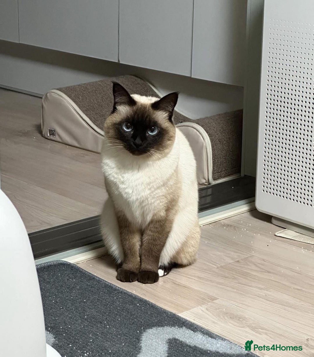 Siamese cats for sale: 🐱 BEAUTIFUL SIAMESE KITTENS - Advert 5