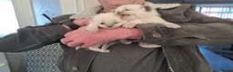 Ragdoll cats for sale: Pute bred Bluepoint ragdoll kittens - Advert 6