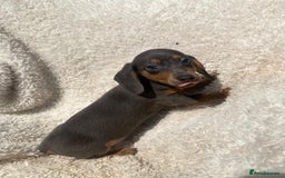 Miniature Dachshund dogs for sale: True To Type Miniature Dachshunds  - Image 7