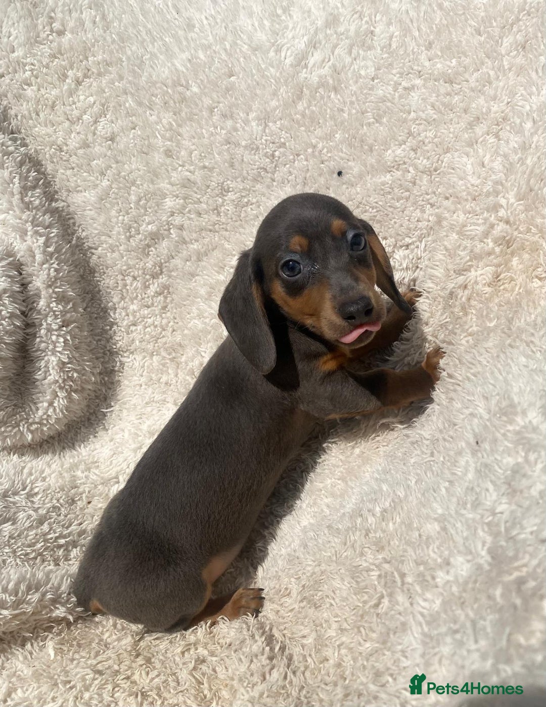 Miniature Dachshund dogs for sale: True To Type Miniature Dachshunds  - Image 7