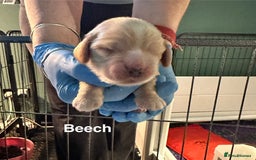 Cocker Spaniel dogs for sale: KC Sable Show Cocker Spaniels  - Image 9