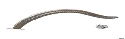 Millipedes invertebrates for sale: X1 OLIVE MILLIPEDE happy to ship  - Advert 2