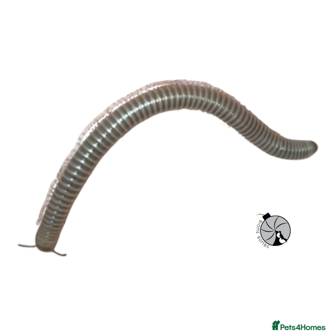Millipedes invertebrates for sale: X1 OLIVE MILLIPEDE happy to ship  - Advert 2