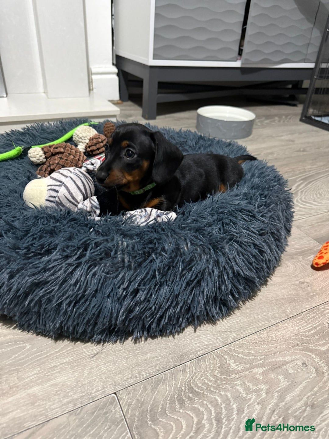 Miniature Dachshund dogs for sale: 8 Week Old Miniature Dachshund Puppies  - Advert 17