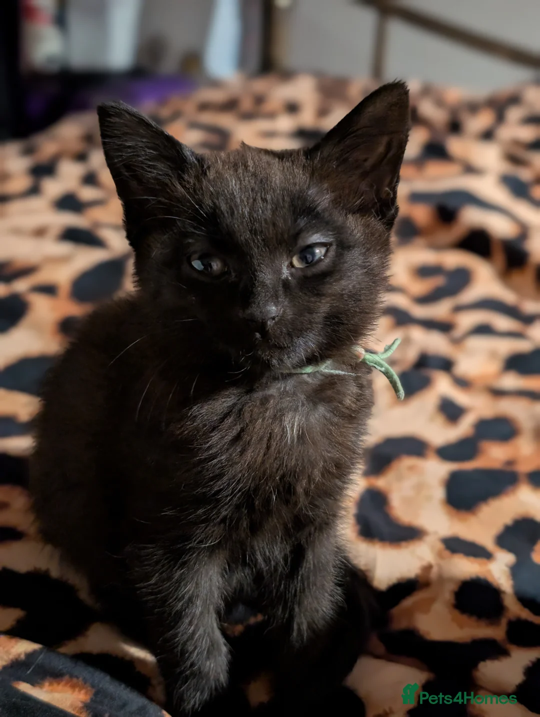 Mixed Breed cats for sale: Beautiful Black/Brown boy - Advert 1