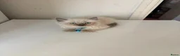 Ragdoll cats for sale: Beautiful Ragdoll cat - Advert 2