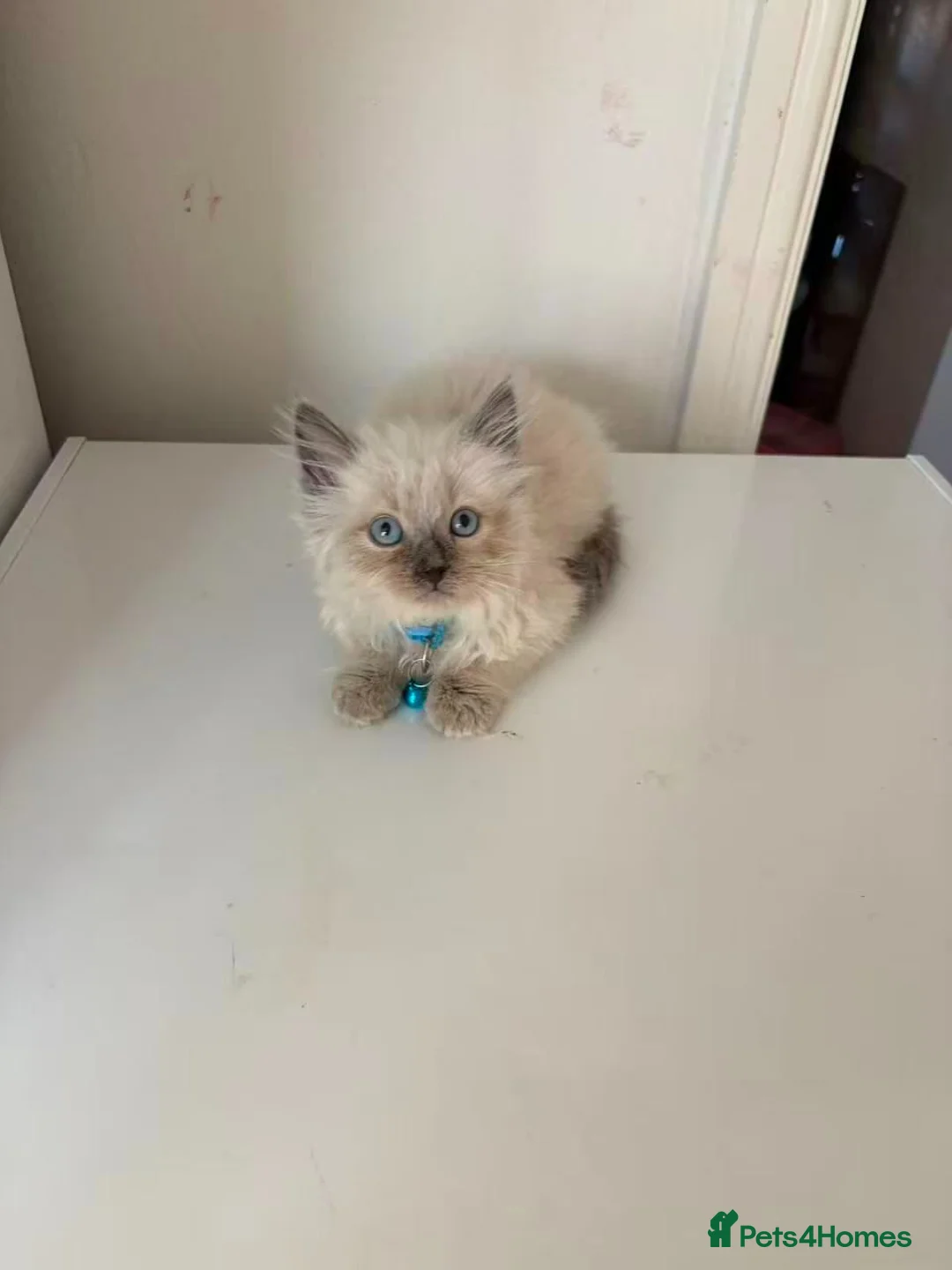 Ragdoll cats for sale: Beautiful Ragdoll cat - Advert 2