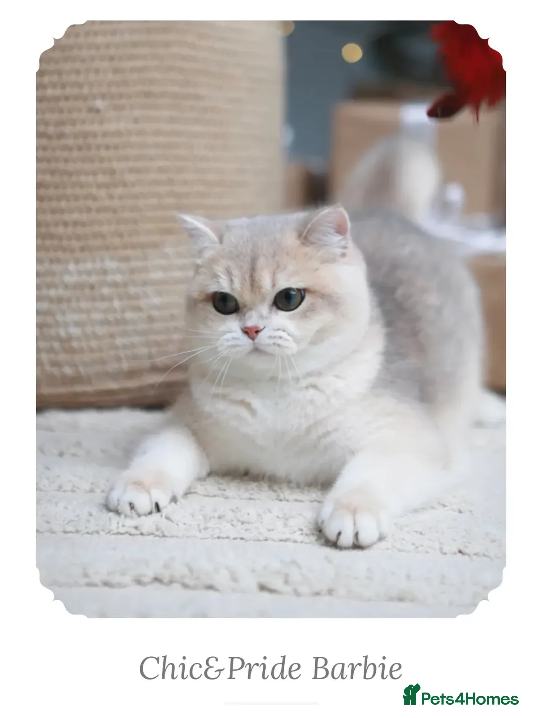 British Shorthair cats for sale: British Shorthair/BSH Blue Golden Chinchilla - Advert 5