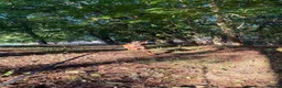 Mixed Breed dogs for sale: 8 month bitch Belgian Malinois x German shepherd  - Advert 11