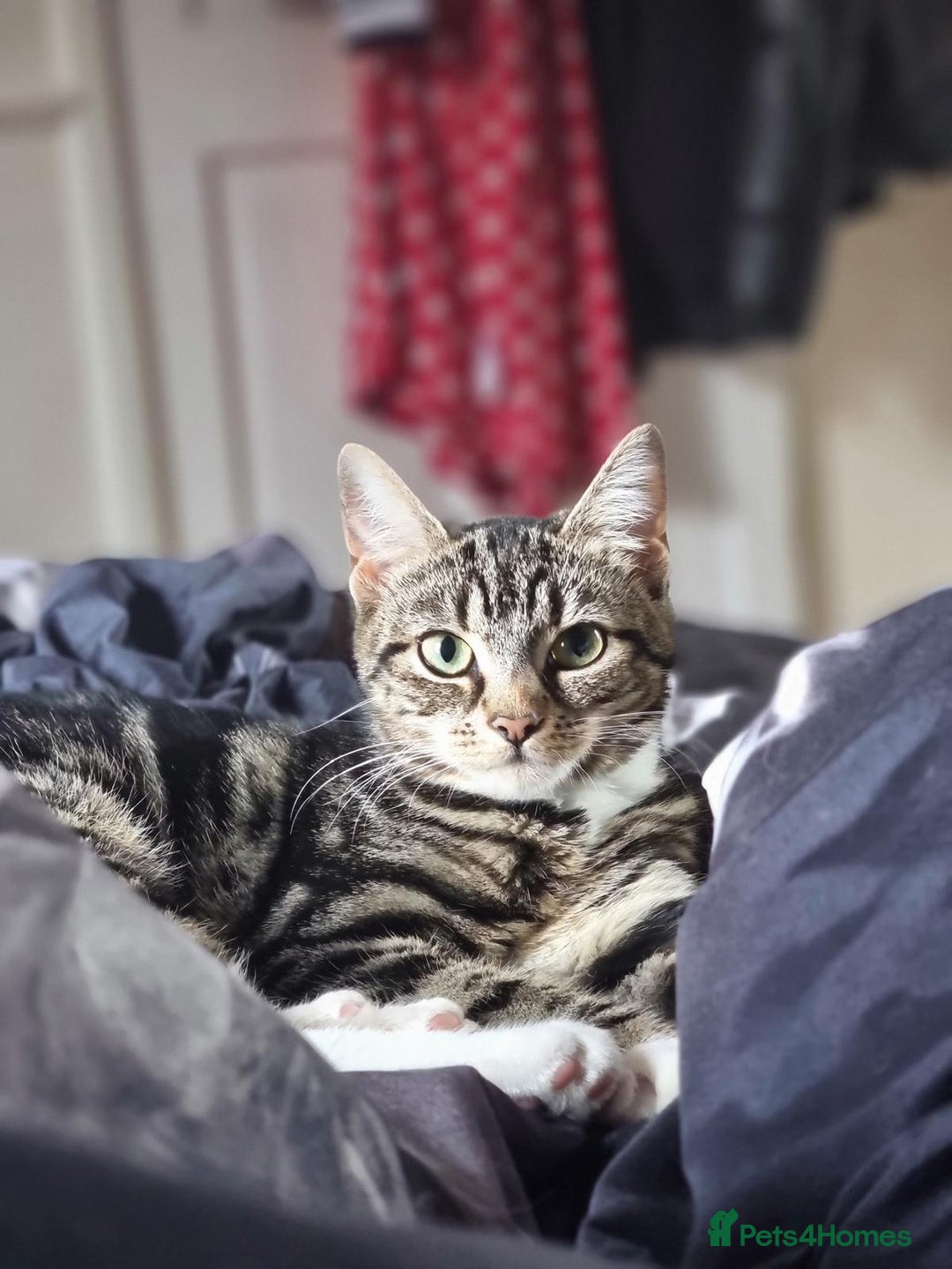 Mixed Breed cats for sale: 🐾 Rare Polydactyl Kitten – Blue Eyes – London  - Advert 8