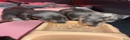 Miniature Dachshund dogs for sale: 2 x Boys Left Miniature Dachshund Pups - Advert 19