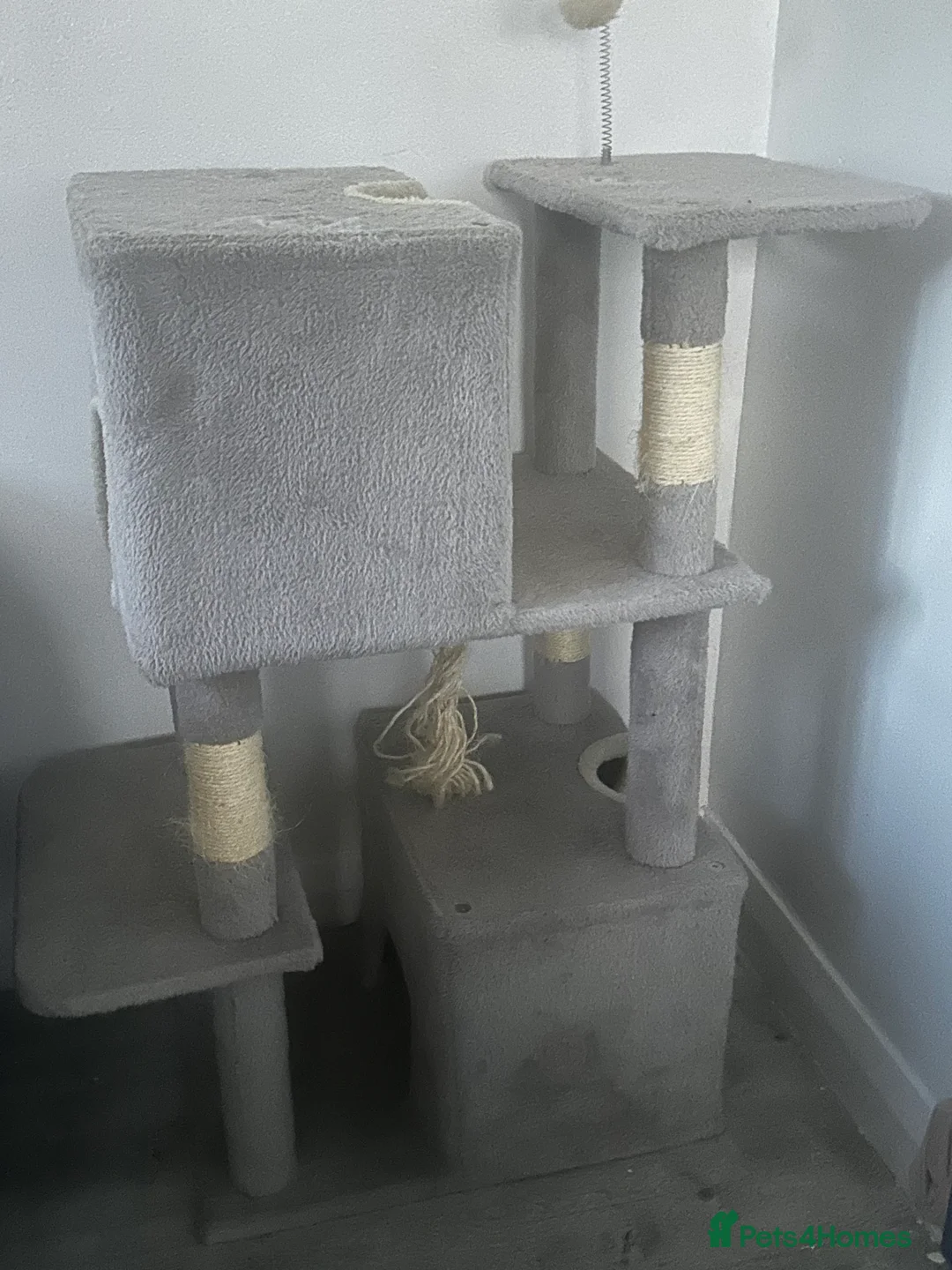 Brazilian Shorthair cats for sale: pure British shorthair from 5 generations  - Advert 1