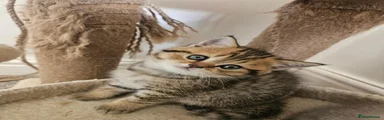 Brown tabby male 