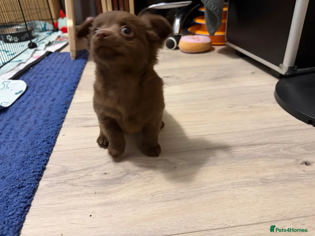 Chihuahua dogs for sale: One solid chocolate female chihuahua left!! ⭐️⭐️⭐️ - Advert 5