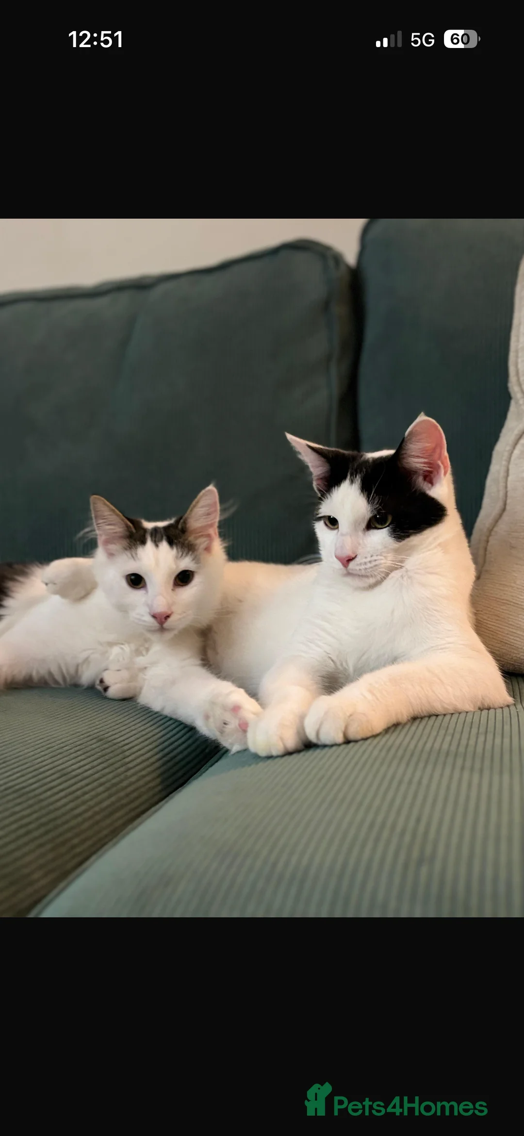 Mixed Breed cats for sale: Rex and Dorito  - Advert 2