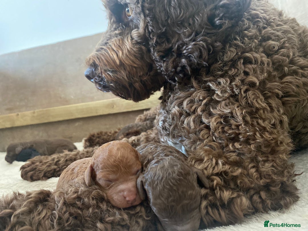 Toy Poodle dogs for stud: Kc health tested toy poodle for stud in Torpoint - Advert 15