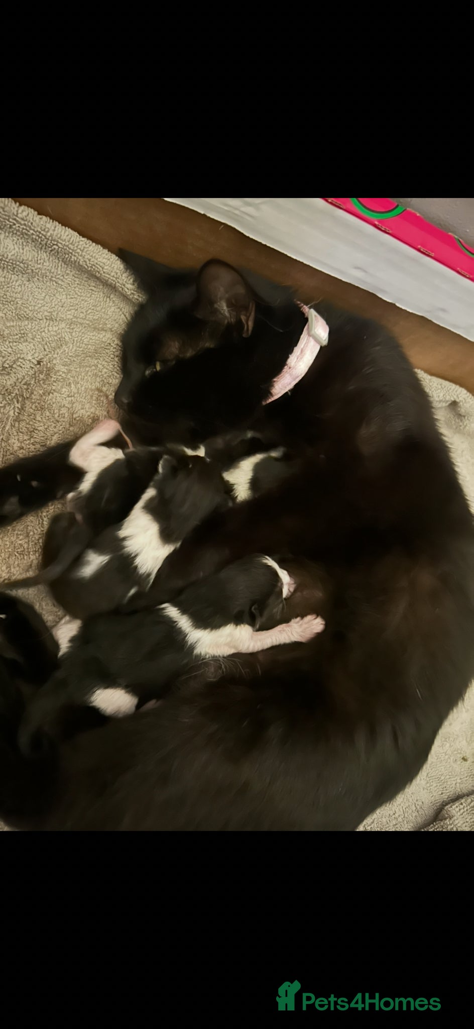 Mixed Breed cats Male and female kitten - Advert 2