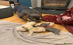 French Bulldog dogs for sale: Beautiful Pups – Looking for Their Forever Homes - Advert 11