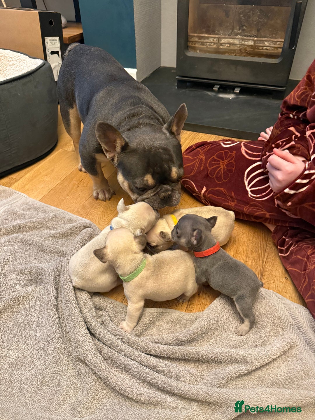 French Bulldog dogs for sale: Beautiful Pups – Looking for Their Forever Homes - Advert 11