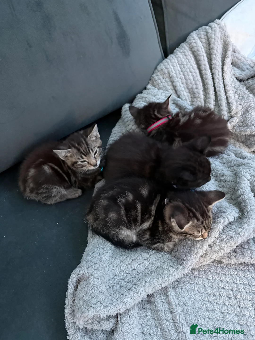Mixed Breed cats for sale: 5 kittens  - Advert 9