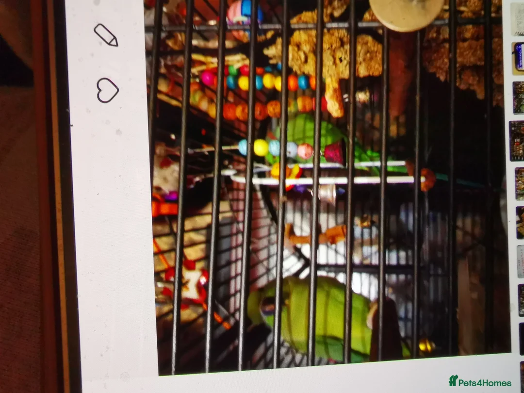 Ringnecks birds for sale: 2 greeneck parrots 1femal 1 male in Cinderford - Advert 1
