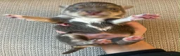 Chihuahua dogs for sale: Exceptional Litter,  Lilac Long-Haired Chihuahuas  in Washington - Advert 10