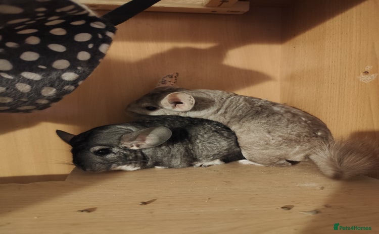 Chinchilla rodents - Advert 1