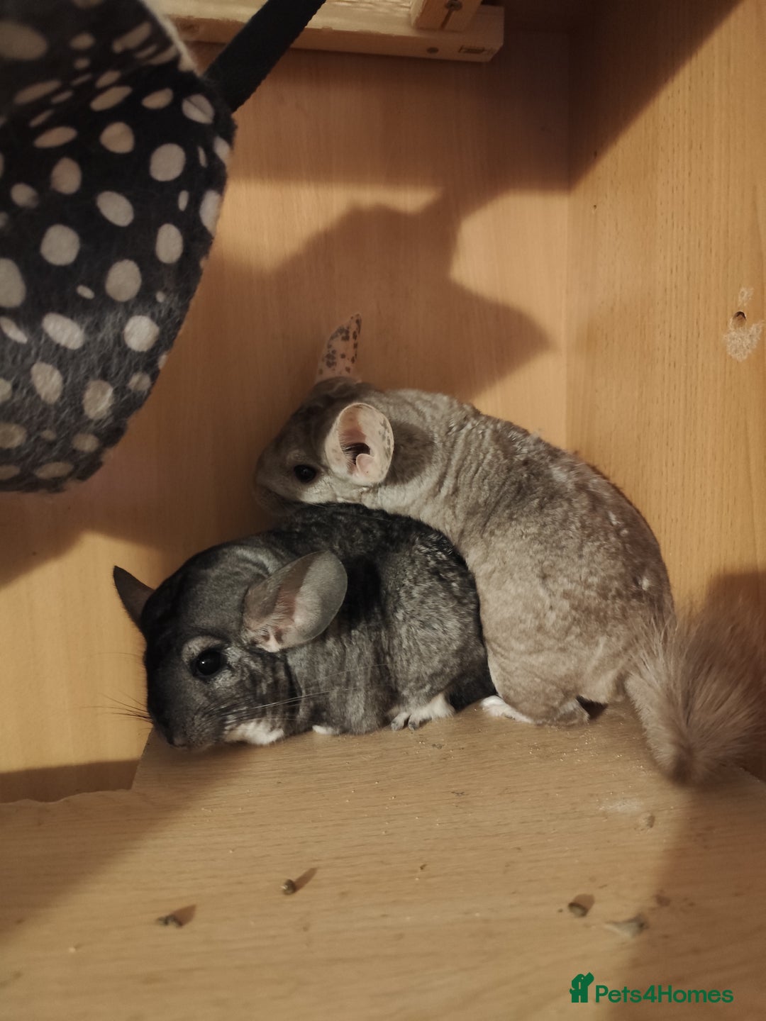Chinchilla rodents for sale: 3chinchila - Image 1