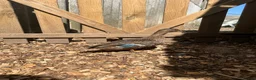 Ducks poultry for sale: Show quality Call ducks for sale  - Advert 3