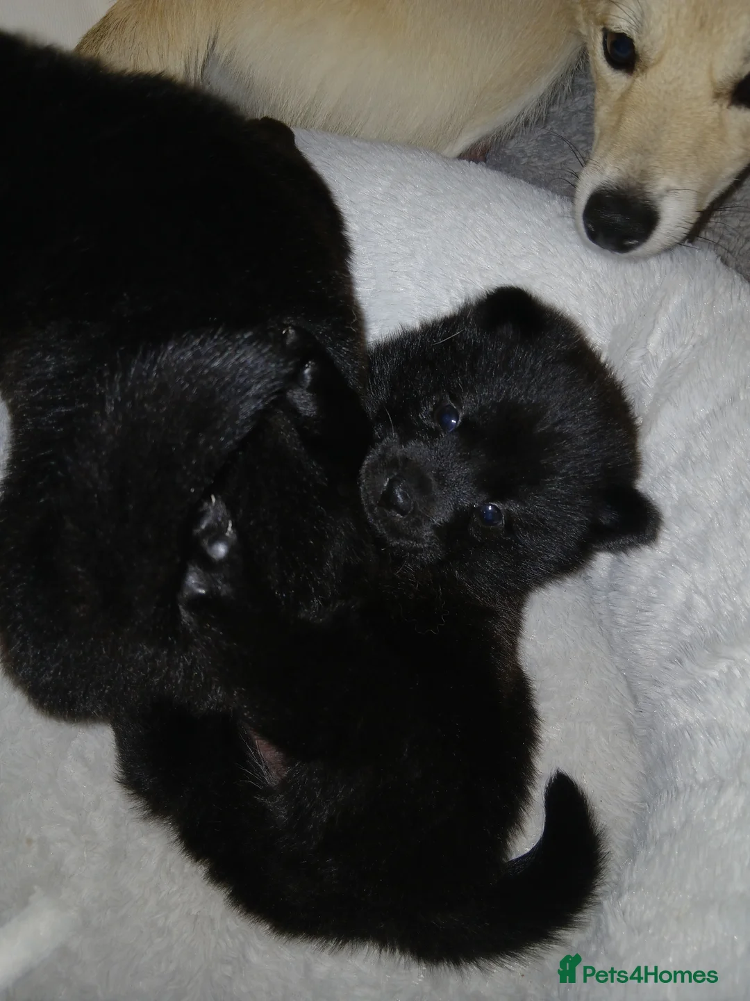 Mixed Breed dogs for sale: 5 stunning hybrid chowskis pups - Advert 5