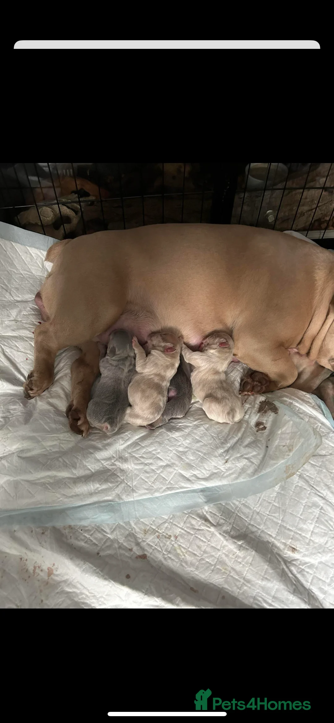 French Bulldog dogs for stud: Lilac merle French bulldog for stud  in Stevenage - Advert 23