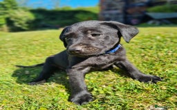 Labrador Retriever dogs for sale: Outstanding Black KC Labradors - Image 11