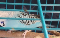 Budgerigars birds for sale: 2 Budgies and Cage - Image 5