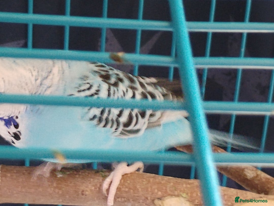 Budgerigars birds for sale: 2 Budgies and Cage - Image 5