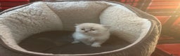 Persian cats for sale: 4 ADORABLE LITTLE CUTIE PIES, (READY 9TH JAN)  - Advert 22