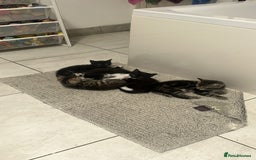 Mixed Breed cats for sale:  Adorable Kittens Looking for Their Forever Homes - Image 6
