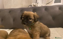 Jack Russell dogs for sale: Jack Russell puppies for sale.  - Image 12