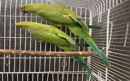 Parrots birds for sale: Indian ringnecks - Image 1