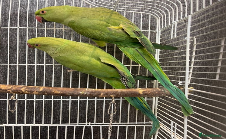 Parrots birds - Advert 2