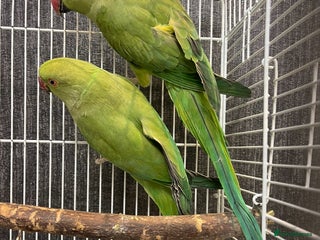 Parrots birds - Advert 29