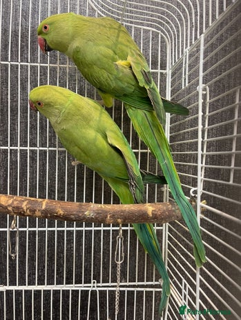 Parrots birds - Advert 3